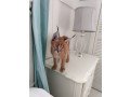 caracal-kittens-available-small-1