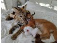 caracal-kittens-available-small-3