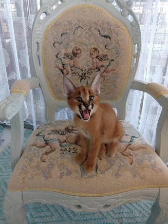 caracal-kittens-available-big-0