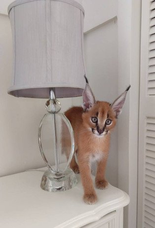 caracal-kittens-available-big-2