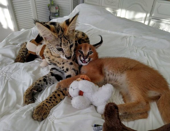 caracal-kittens-available-big-3