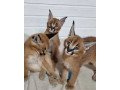 caracal-kittens-available-for-loving-homes-small-1