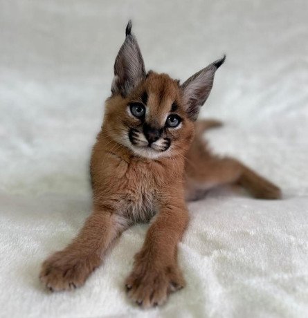 caracal-kittens-available-for-loving-homes-big-3