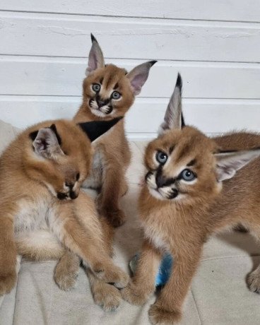 caracal-kittens-available-for-loving-homes-big-1