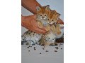 savannah-kittens-available-for-loving-homes-small-2