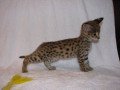 savannah-kittens-available-for-loving-homes-small-4