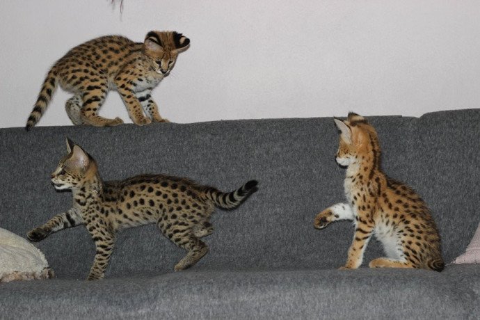 savannah-kittens-available-for-loving-homes-big-1