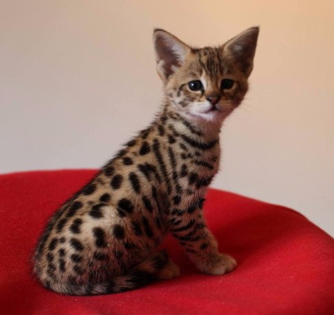 savannah-kittens-available-for-loving-homes-big-3