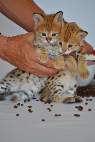 savannah-kittens-available-for-loving-homes-big-2