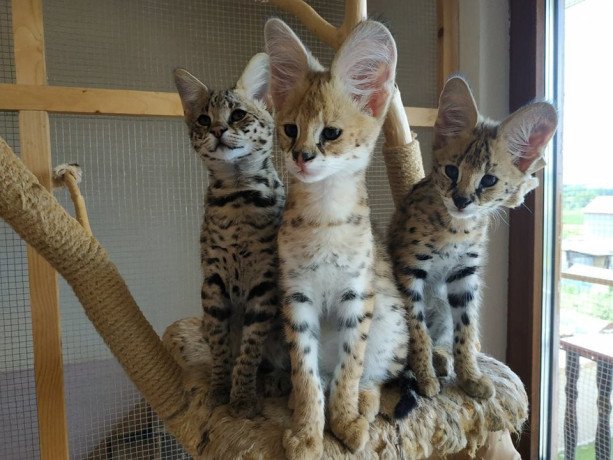 savannah-kittens-available-for-loving-homes-big-0