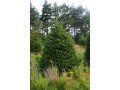 wholesale-christmas-trees-delivery-uk-small-0
