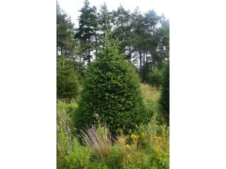 Wholesale Christmas Trees Delivery UK