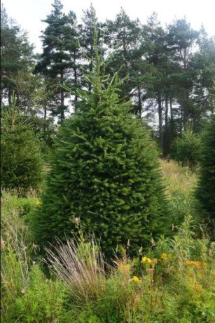 wholesale-christmas-trees-delivery-uk-big-0