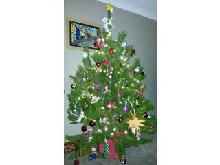 Bulk Nordman Fir Christmas Trees UK Supplier