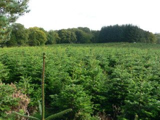 Bulk Norway Spruce Christmas Trees UK